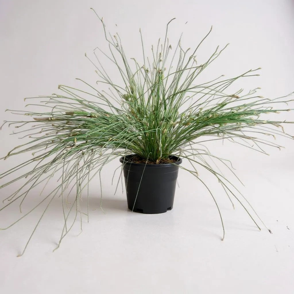 Fiber Optic Grass Isolepsis