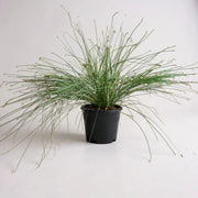 Fiber Optic Grass Isolepsis