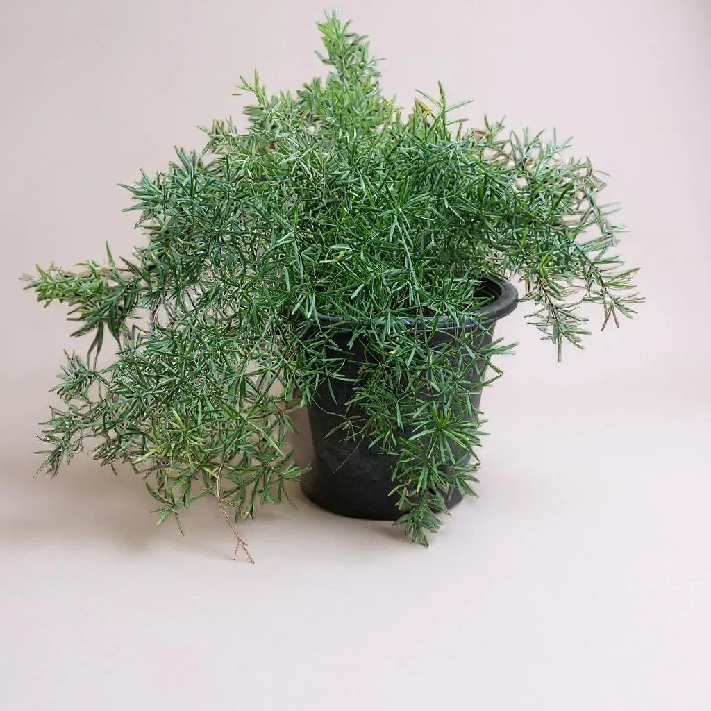 Asparagus sprengeri (Asparagus fern hanging)