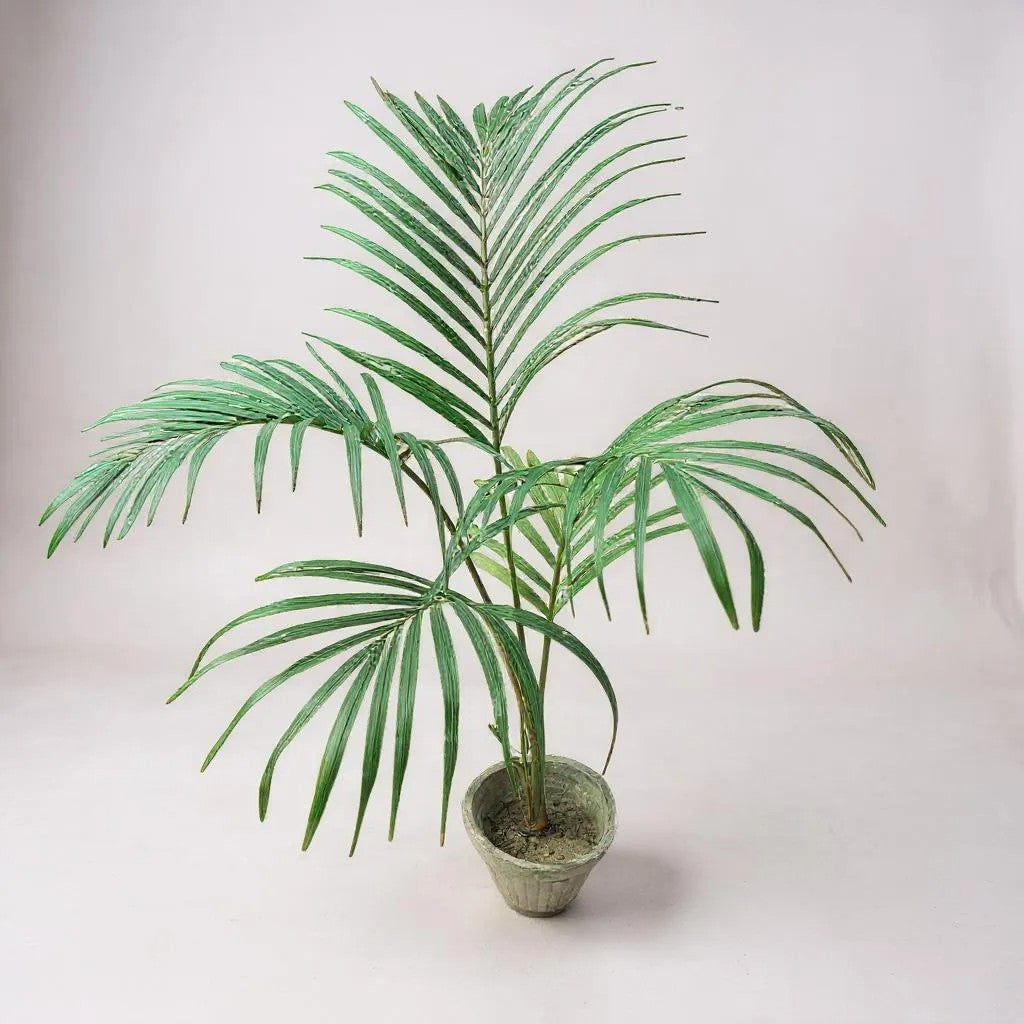 Areca Palm (Golden Palm)