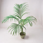Areca Palm (Golden Palm)