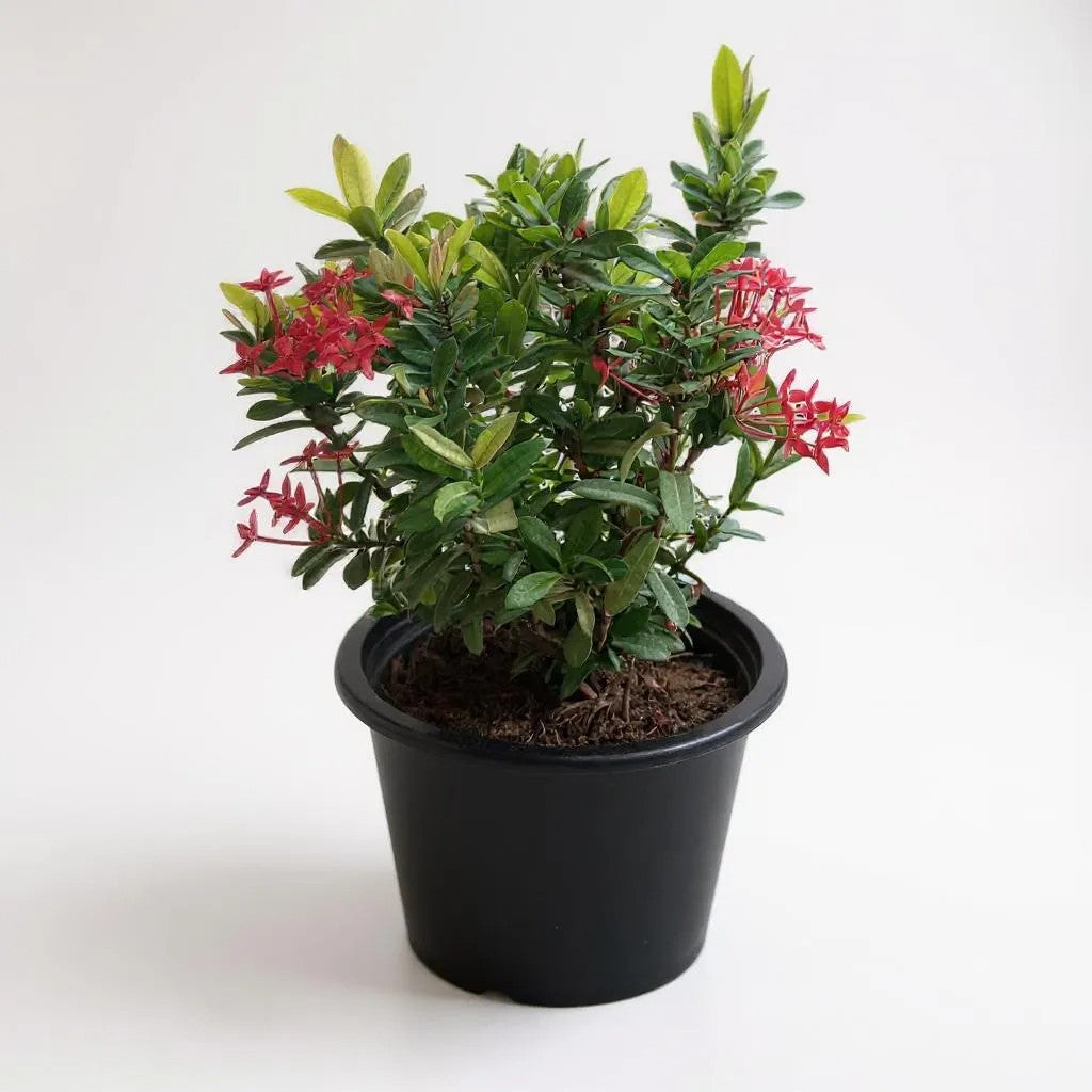 Ixora dwarf red