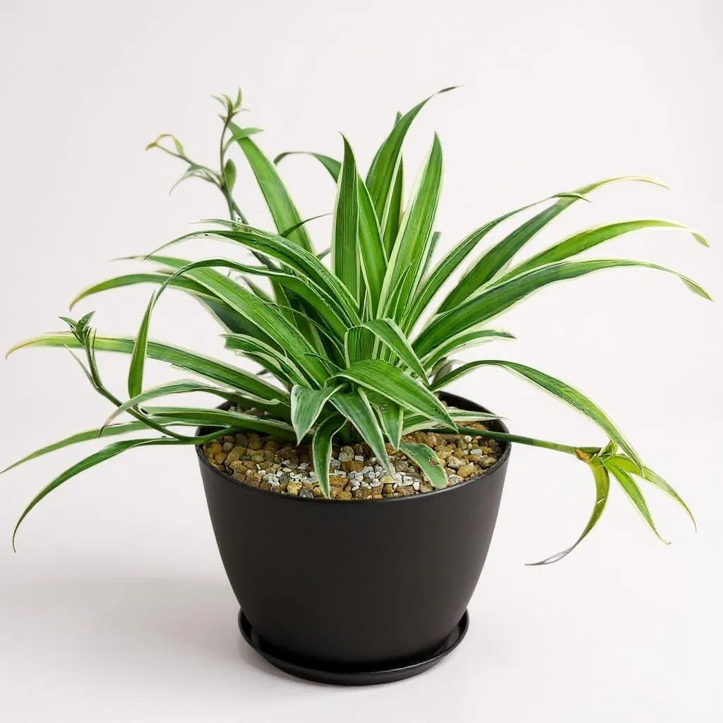 Chlorophytum Spider Plant