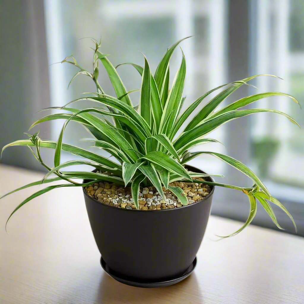 Chlorophytum Spider Plant