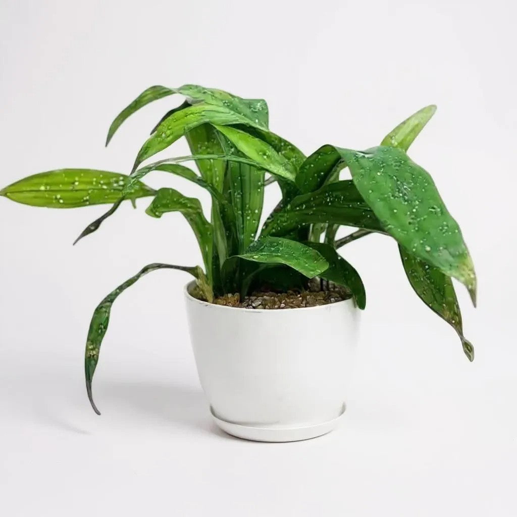 Aspidistra