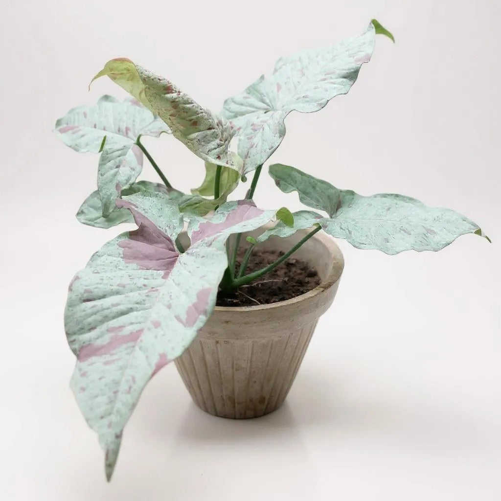 Syngonium Milk Confetti