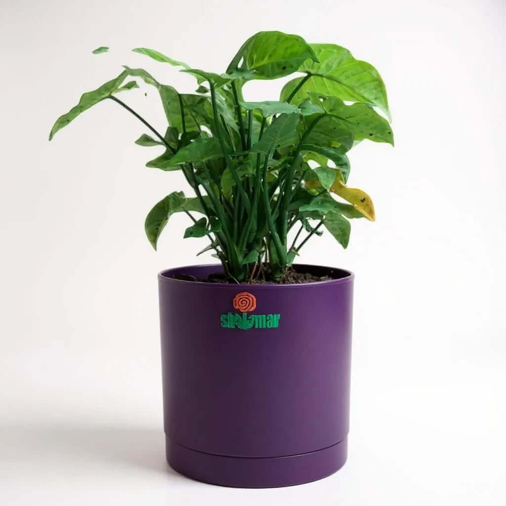 Syngonium podophyllum (Arrowhead plant) in a high-quality purple plastic Zen pot, ideal for indoor spaces.