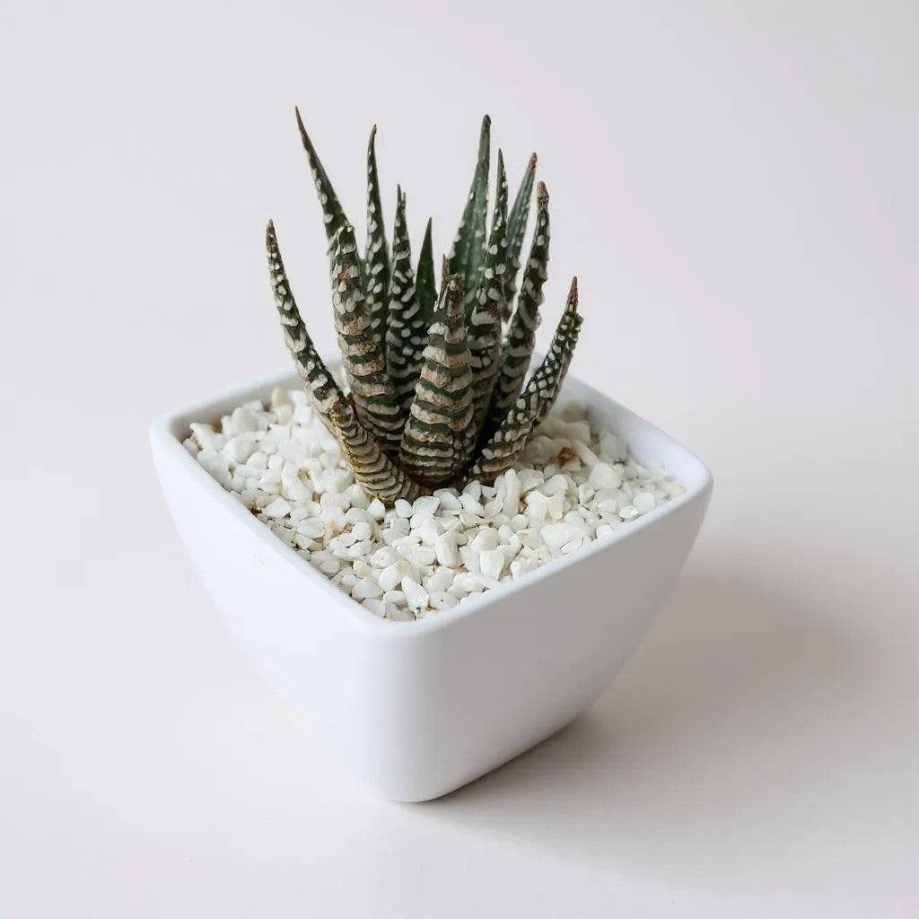 Haworthia Zebra