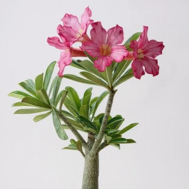 Adenium Desert Rose