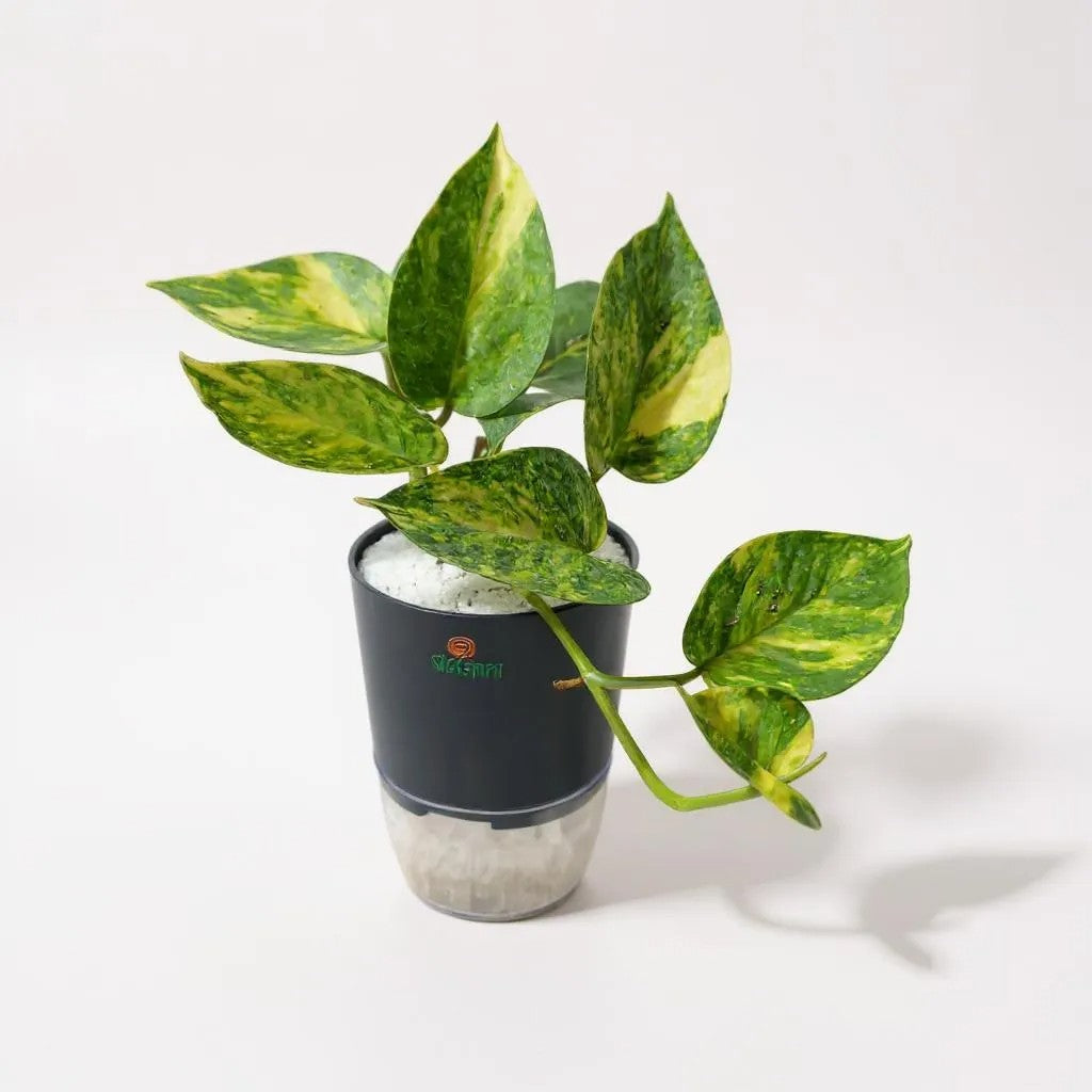 Pothos (Money Plant)
