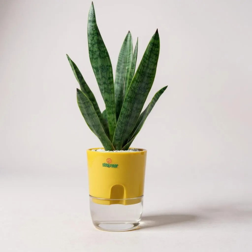 Sansevieria trifasciata (Snake Plant Green)
