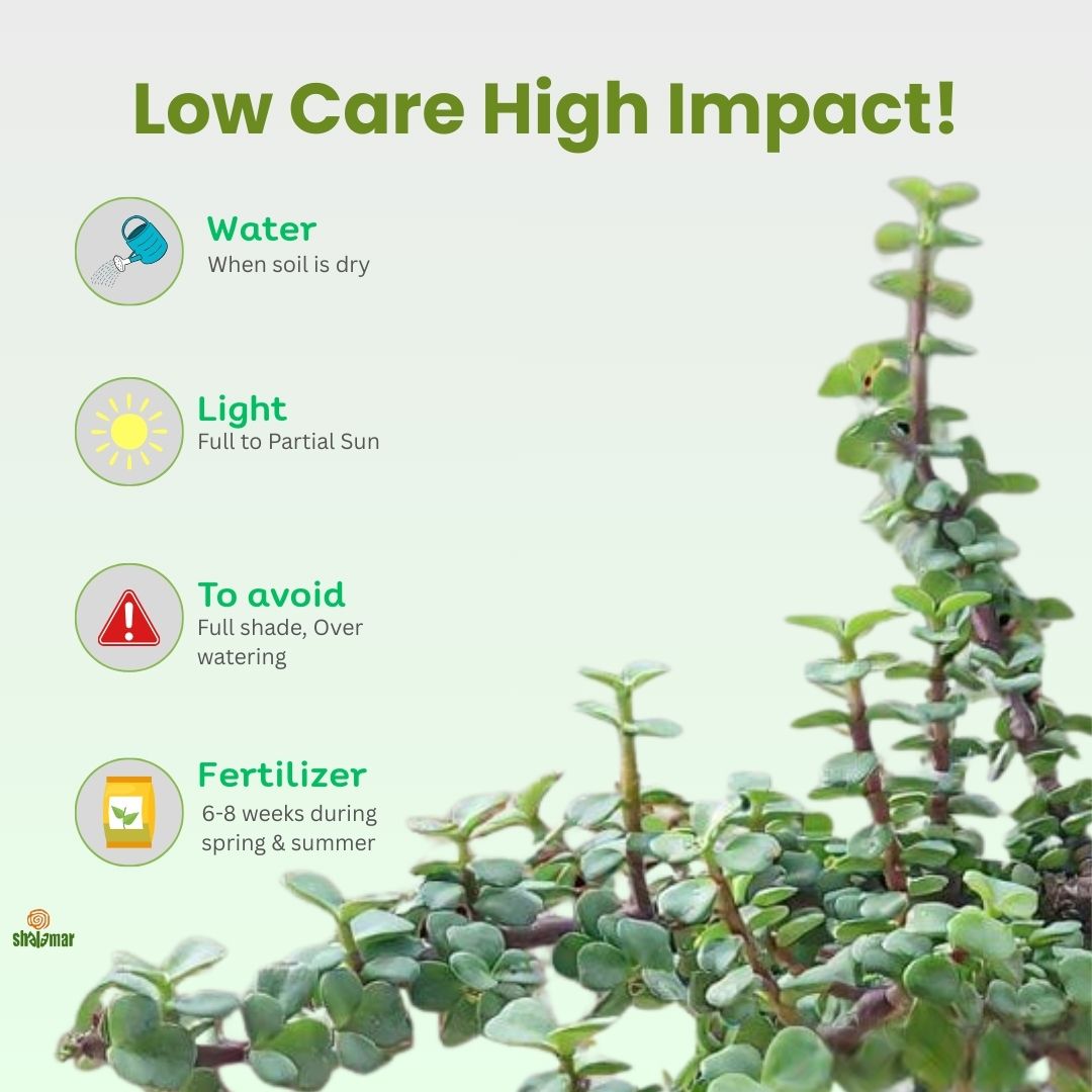 Jade Plant Tasbeeh Bail