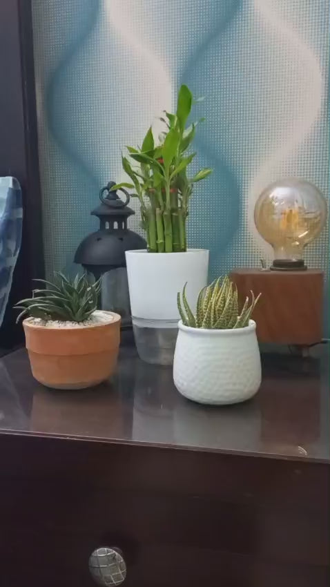 Shalamar Nurseries & Landscapers