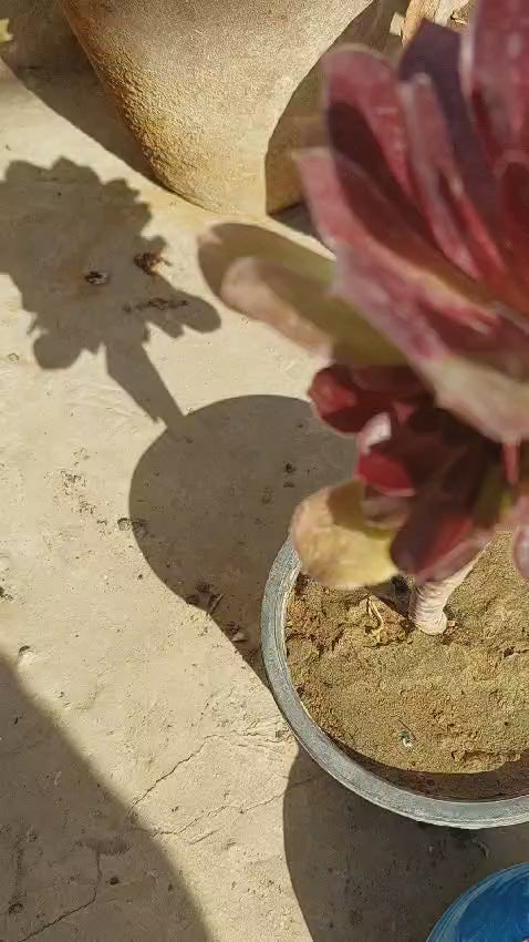 Shalamar Nurseries & Landscapers