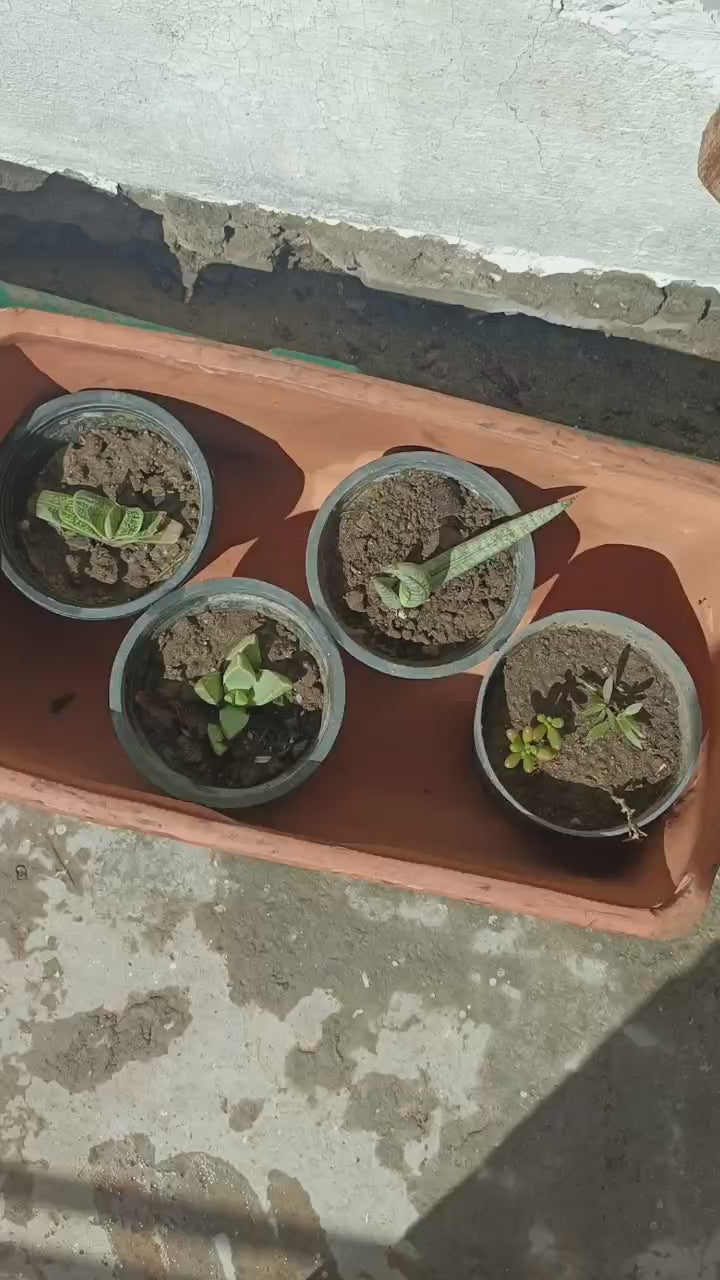 Shalamar Nurseries & Landscapers