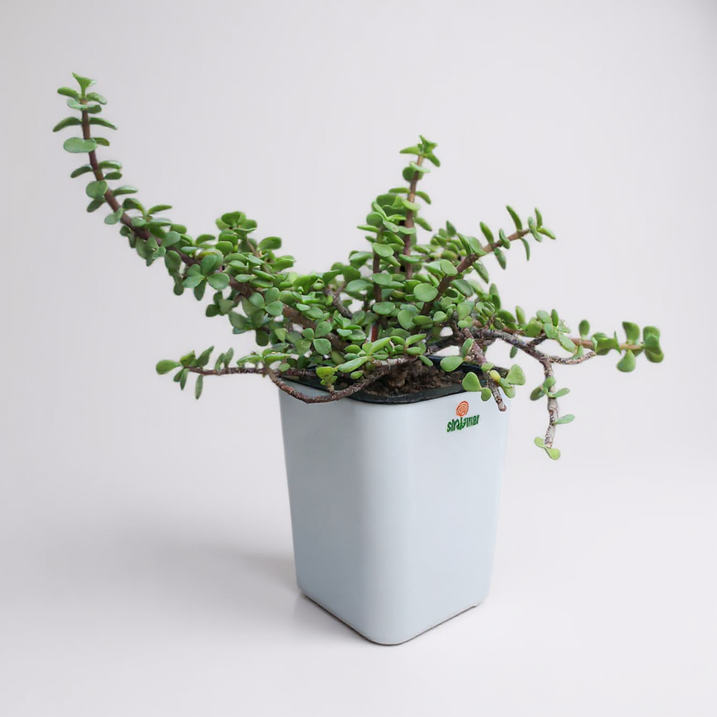 Crassula Lucky Jade Plant in Nova Self Watering Pot