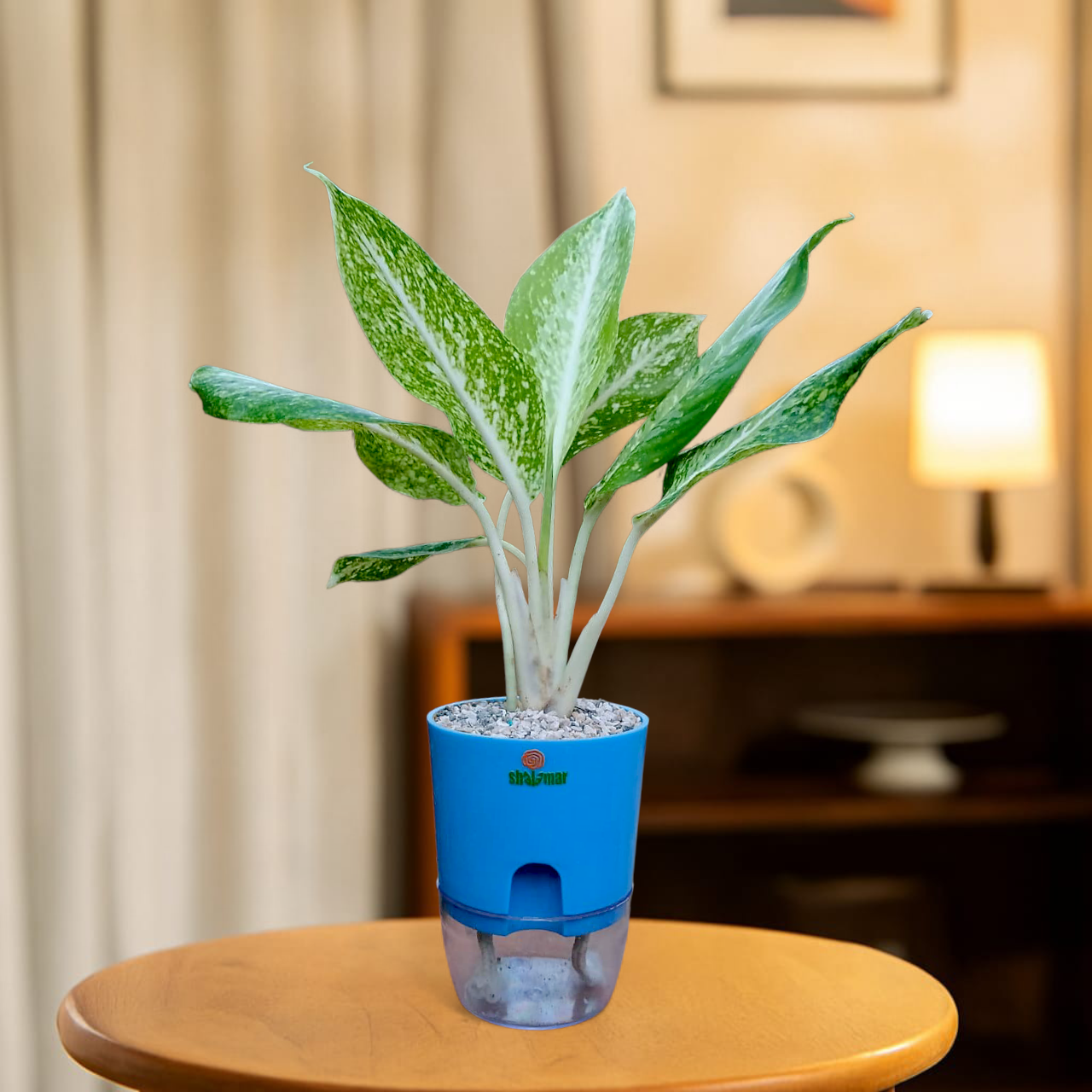 Aglonema Golden Madonna