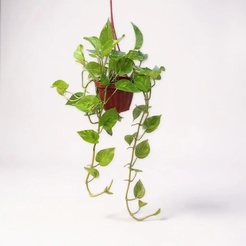 Pothos (Money Plant) Golden in Hanging Basket