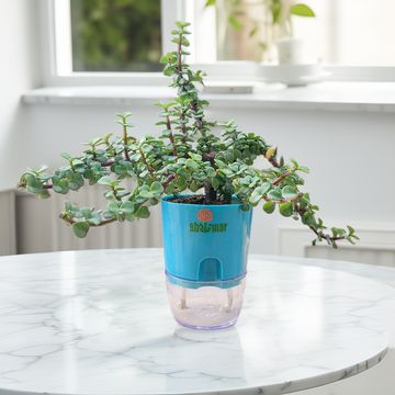Jade Plant Tasbeeh Bail