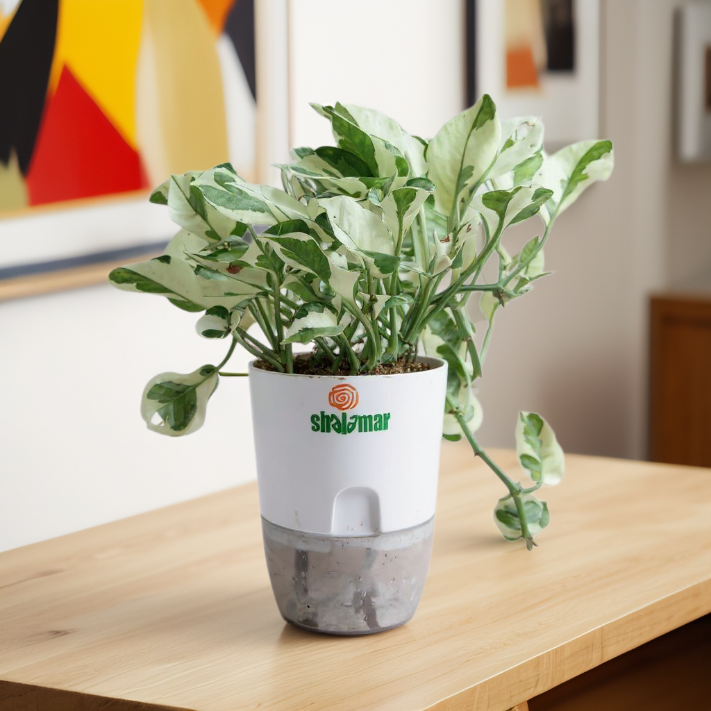 Pothos N' Joy Money Plant