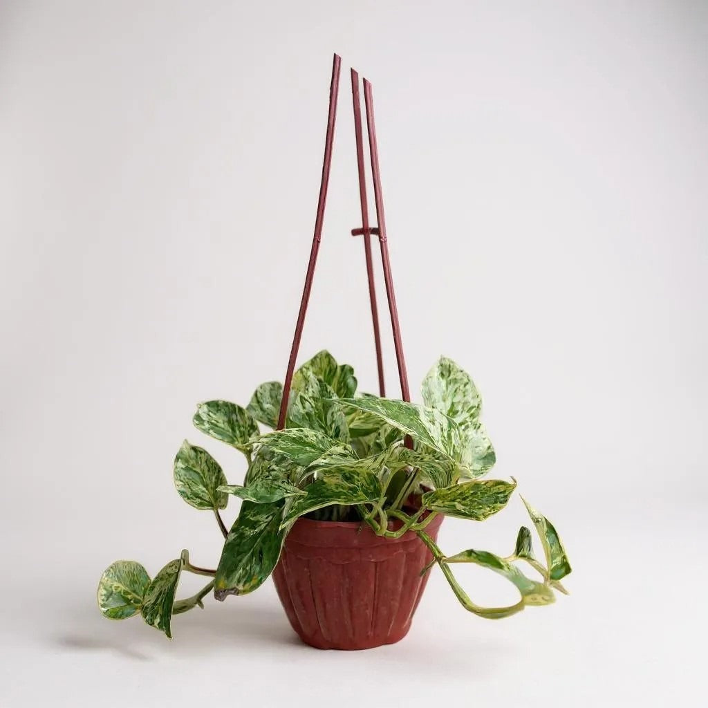 Pothos (Money Plant) Marble Queen in Hanging Basket
