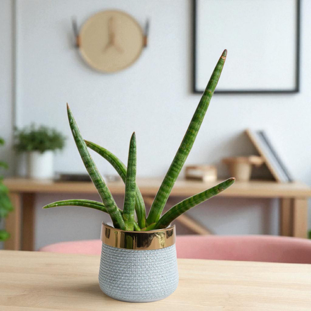 Sensaveria Snake Plant Cylindrica