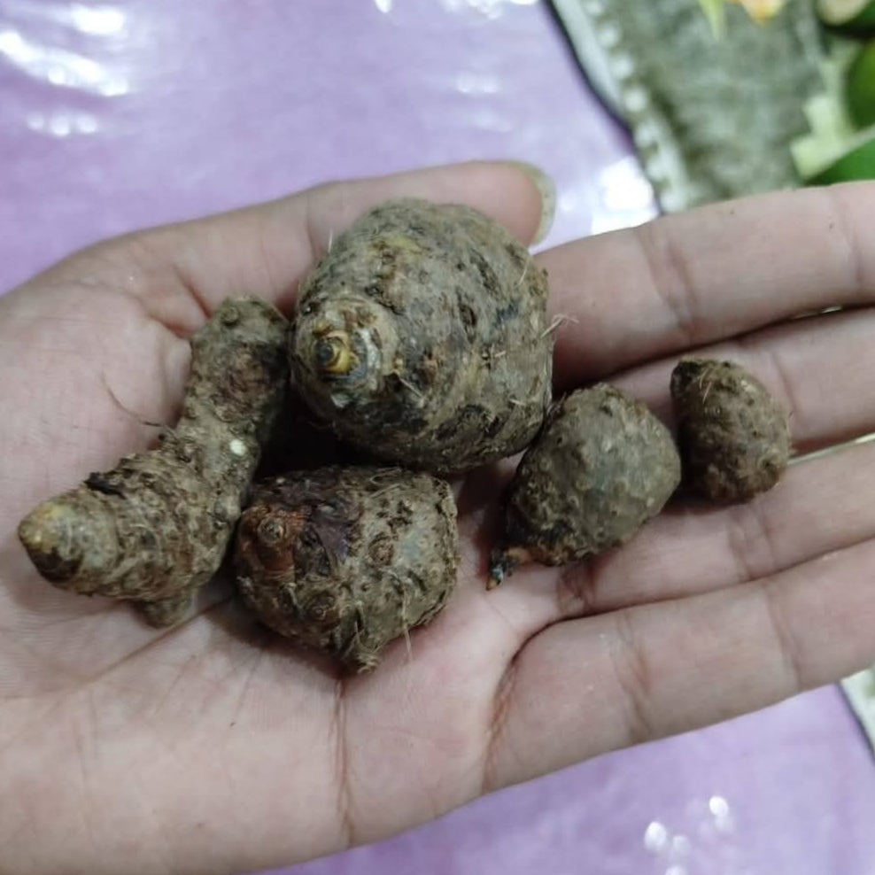 Pack of 5 Mix Caladium Bulbs (Thailand)