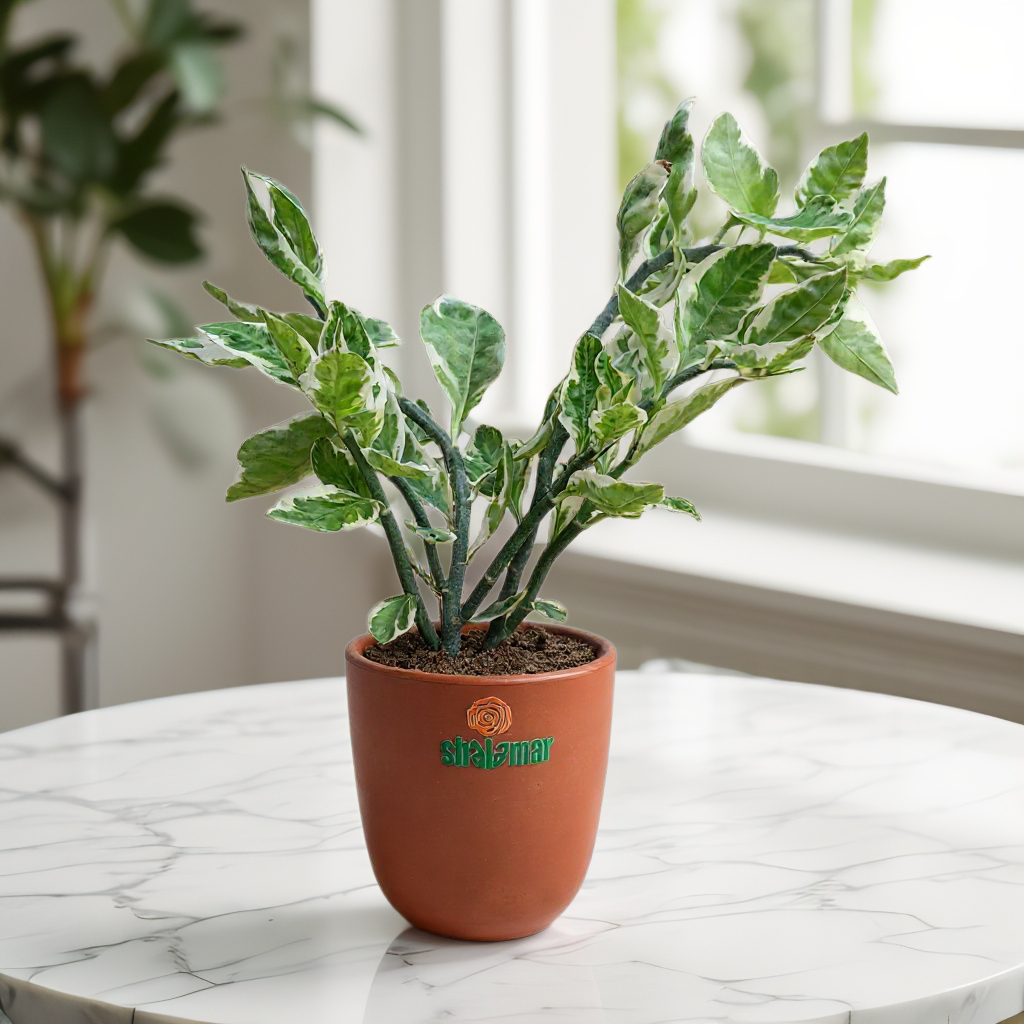 Pedilanthus Devil's backbone