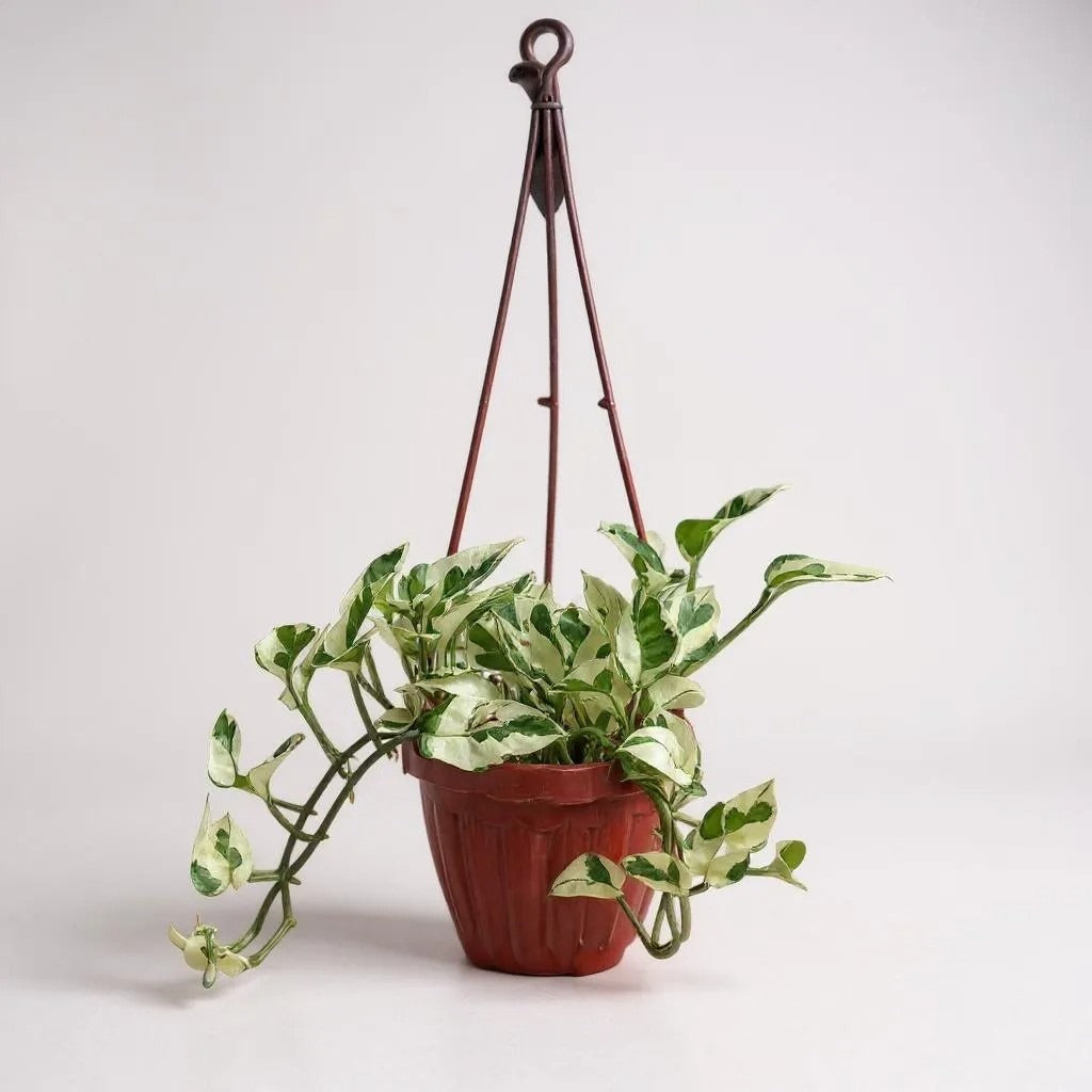 Pothos (Money Plant) Njoy in Hanging Basket