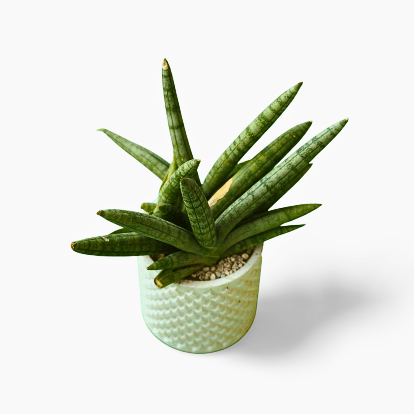 Sensaveria cylinderica Snake Plant (Thai import) - Shalamar Nurseries & LandscapersShalamar Nurseries & Landscapers