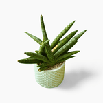 Sensaveria cylinderica Snake Plant (Thai import) - Shalamar Nurseries & LandscapersShalamar Nurseries & Landscapers