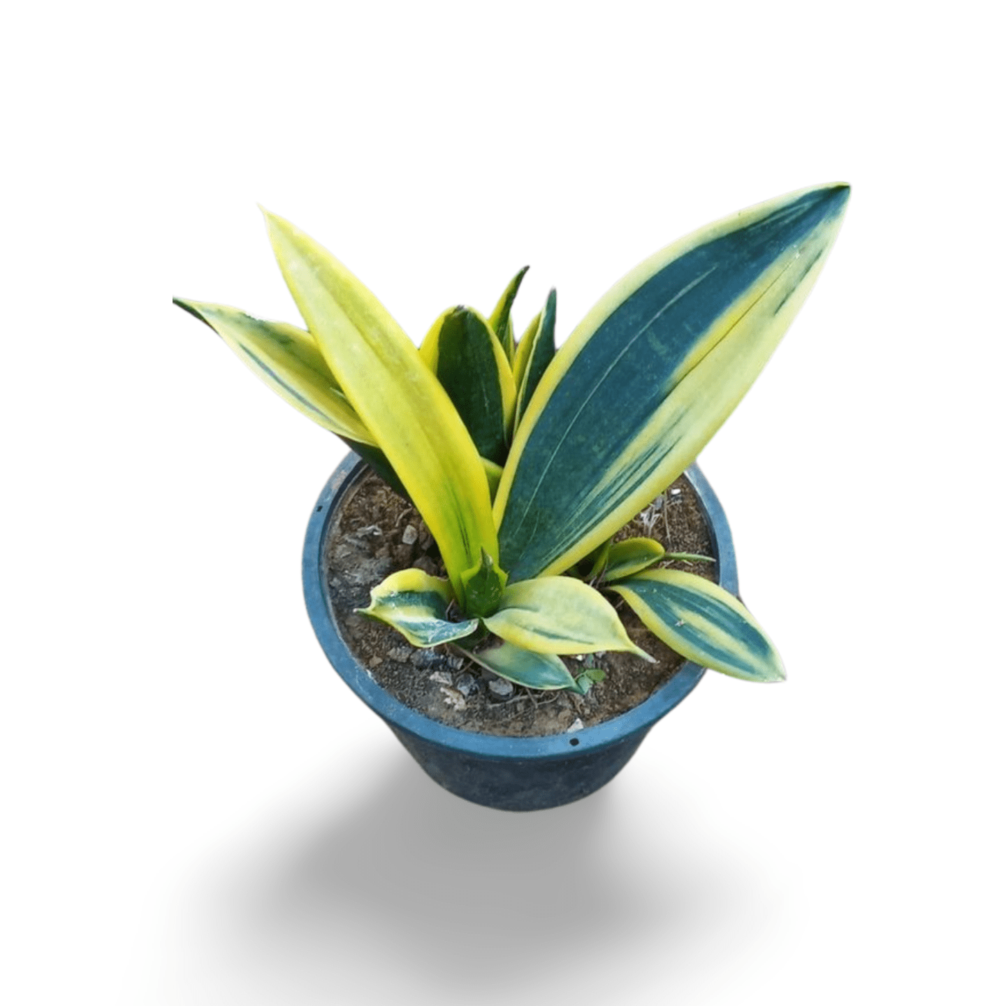 Snake Plant Dwarf (Thailand) - Shalamar Nurseries & LandscapersShalamar Nurseries & Landscapers