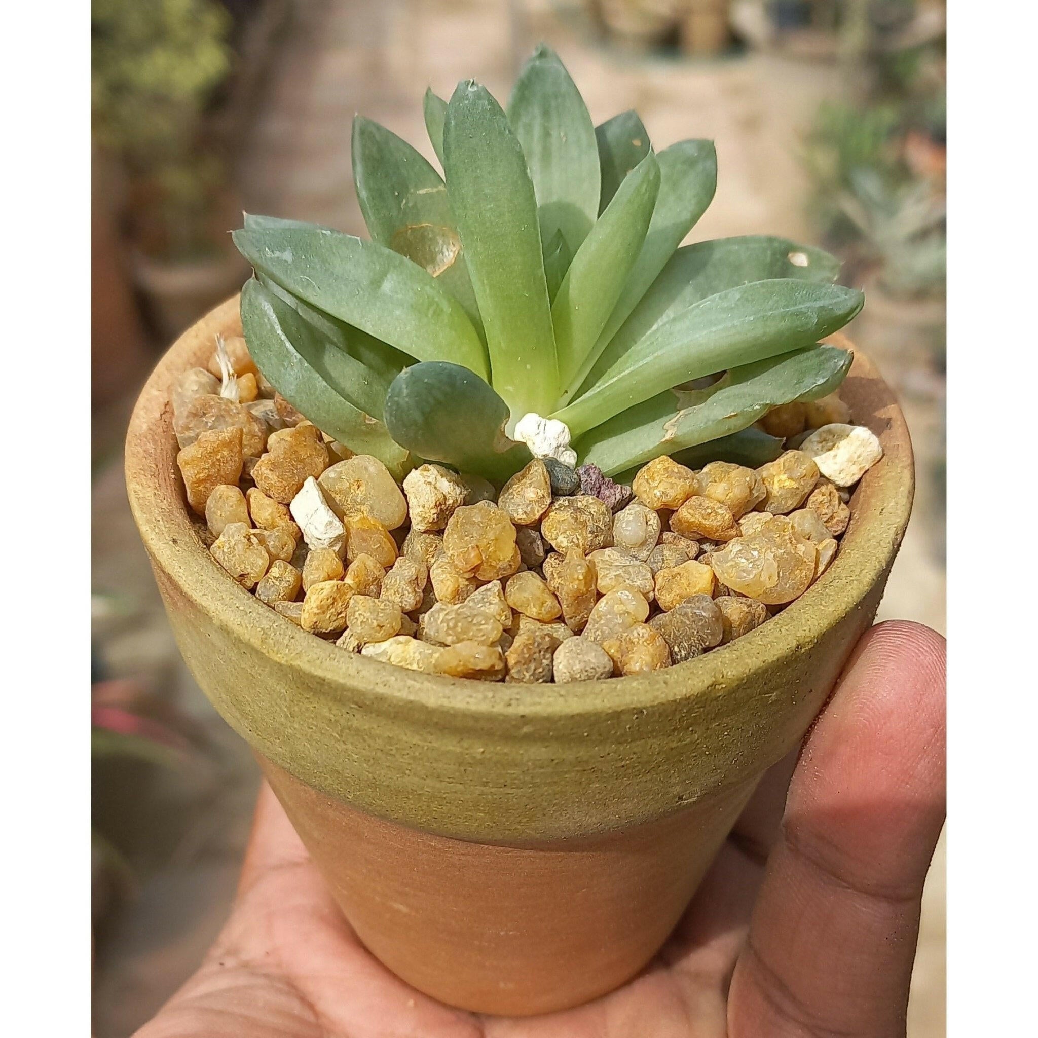 Terracotta pot 3in. 2pc. - Shalamar Nurseries & LandscapersShalamar Nurseries & Landscapers