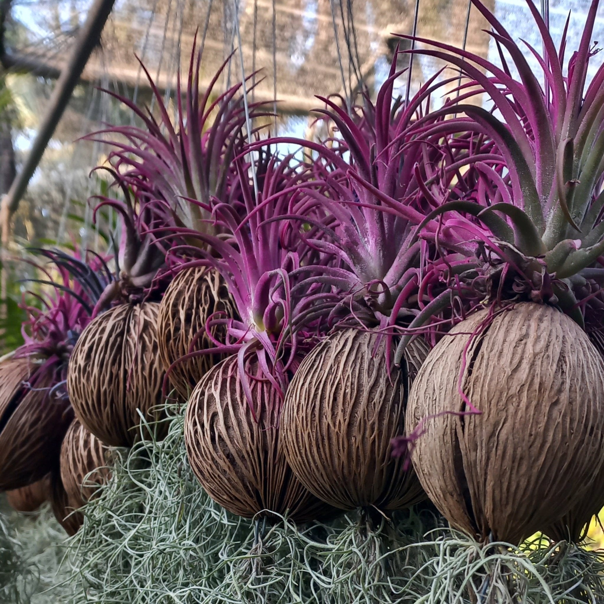 Tillandsia Air Plant Mix - Shalamar Nurseries & LandscapersShalamar Nurseries & Landscapers