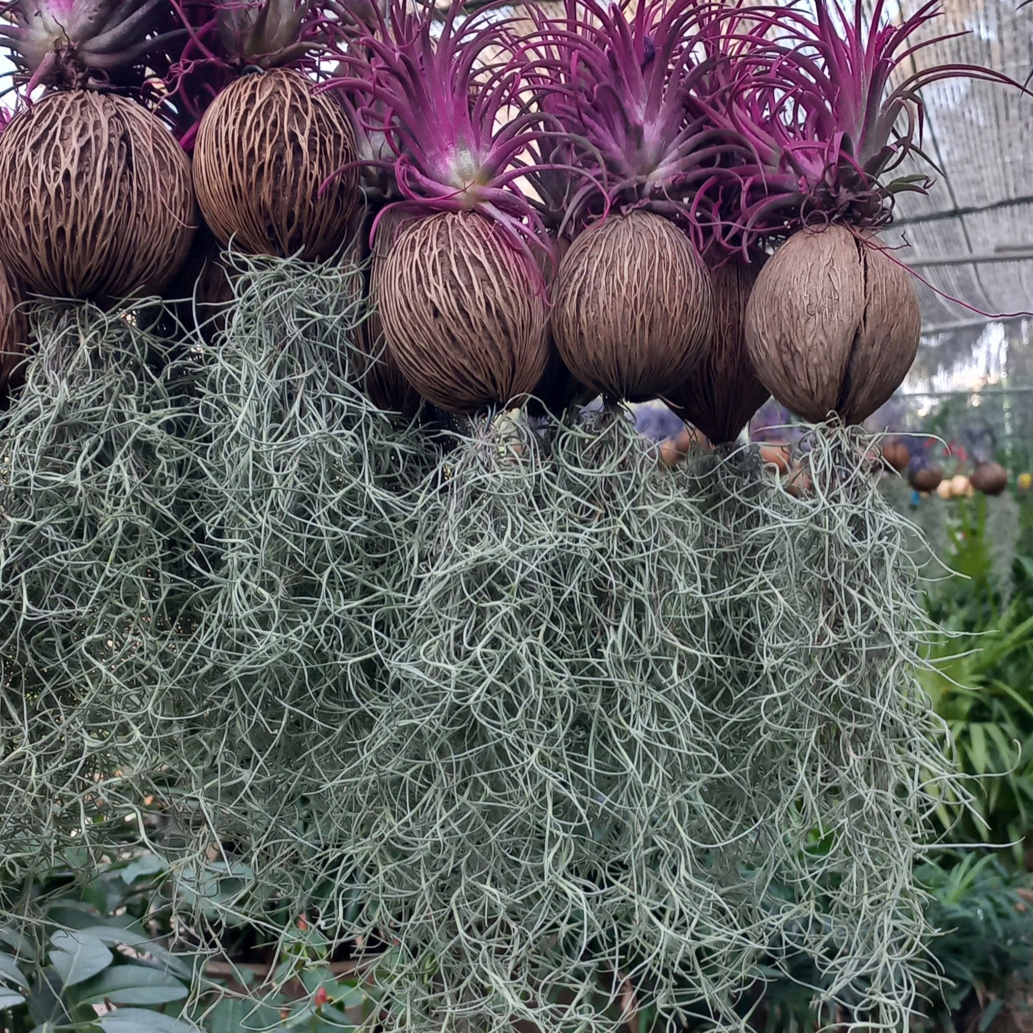 Tillandsia Air Plant Mix - Shalamar Nurseries & LandscapersShalamar Nurseries & Landscapers