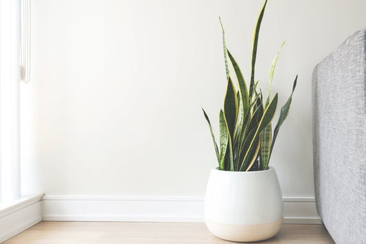Top 7 Air-Purifying Indoor Plants for a Healthier Home - Shalamar Nurseries & Landscapers