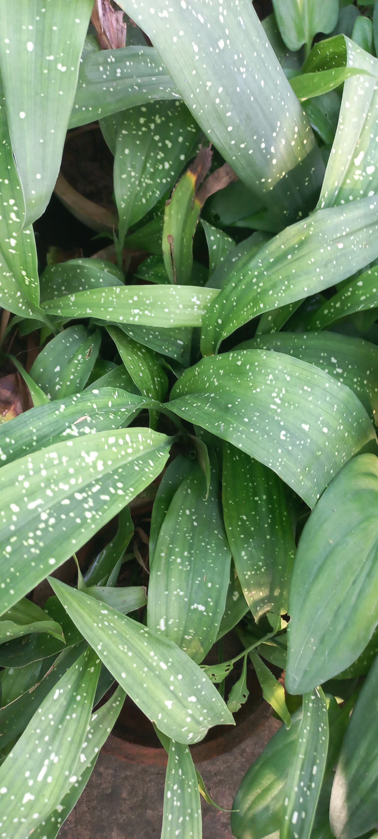 Indoor Plants