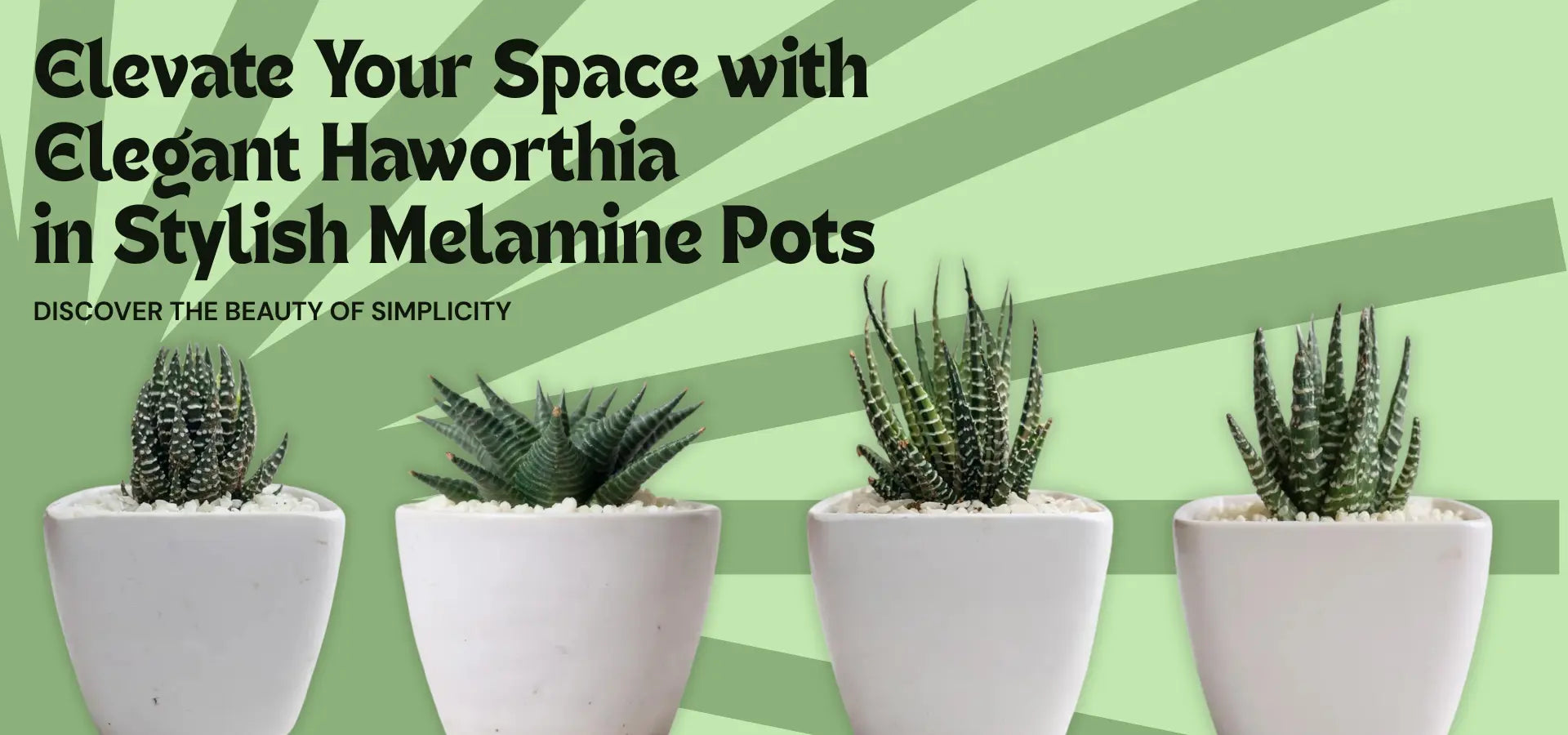 Mini indoors - Shalamar Nurseries & Landscapers