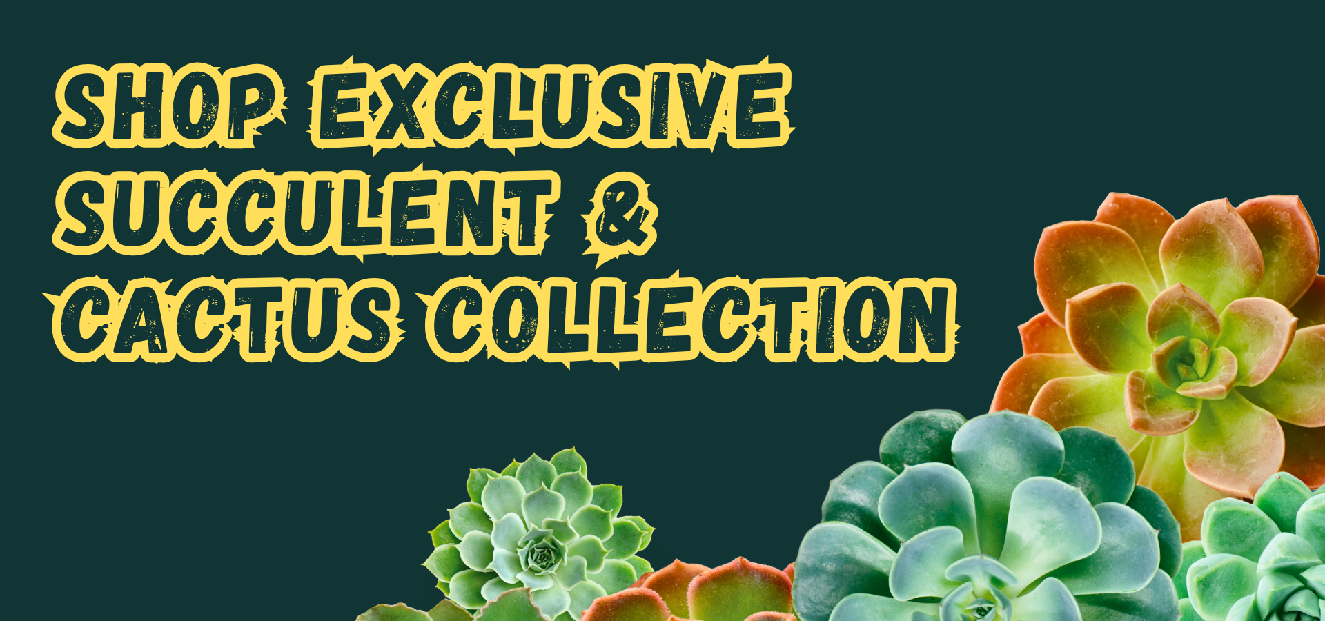 Succulents & Cactus - Shalamar Nurseries & Landscapers