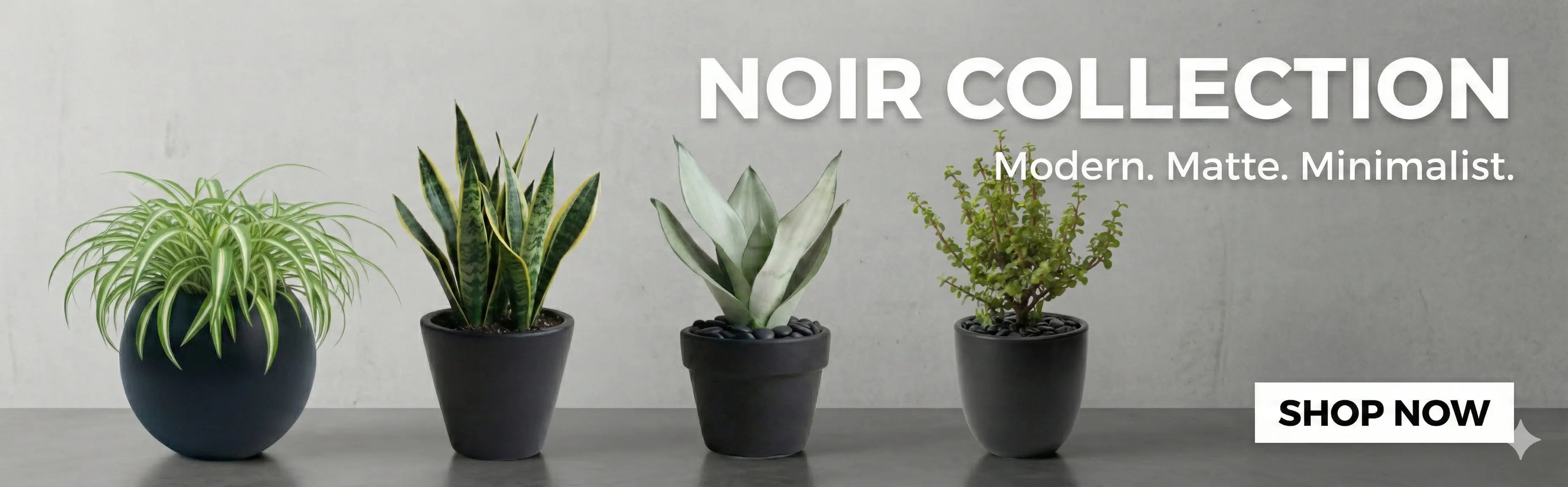NOIR - Shalamar Nurseries & Landscapers