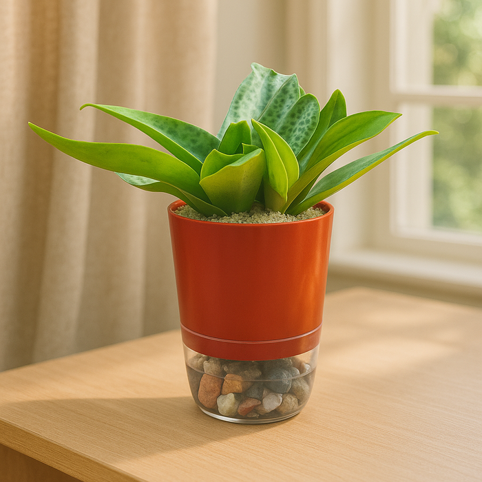 Plants In Self Watering Pots