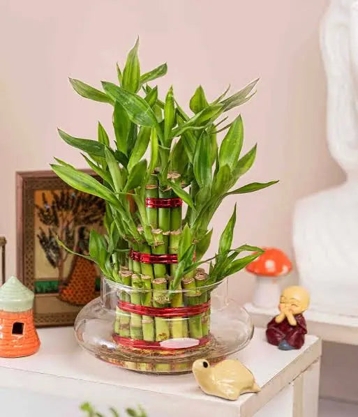 Lucky Bamboos - Shalamar Nurseries & Landscapers