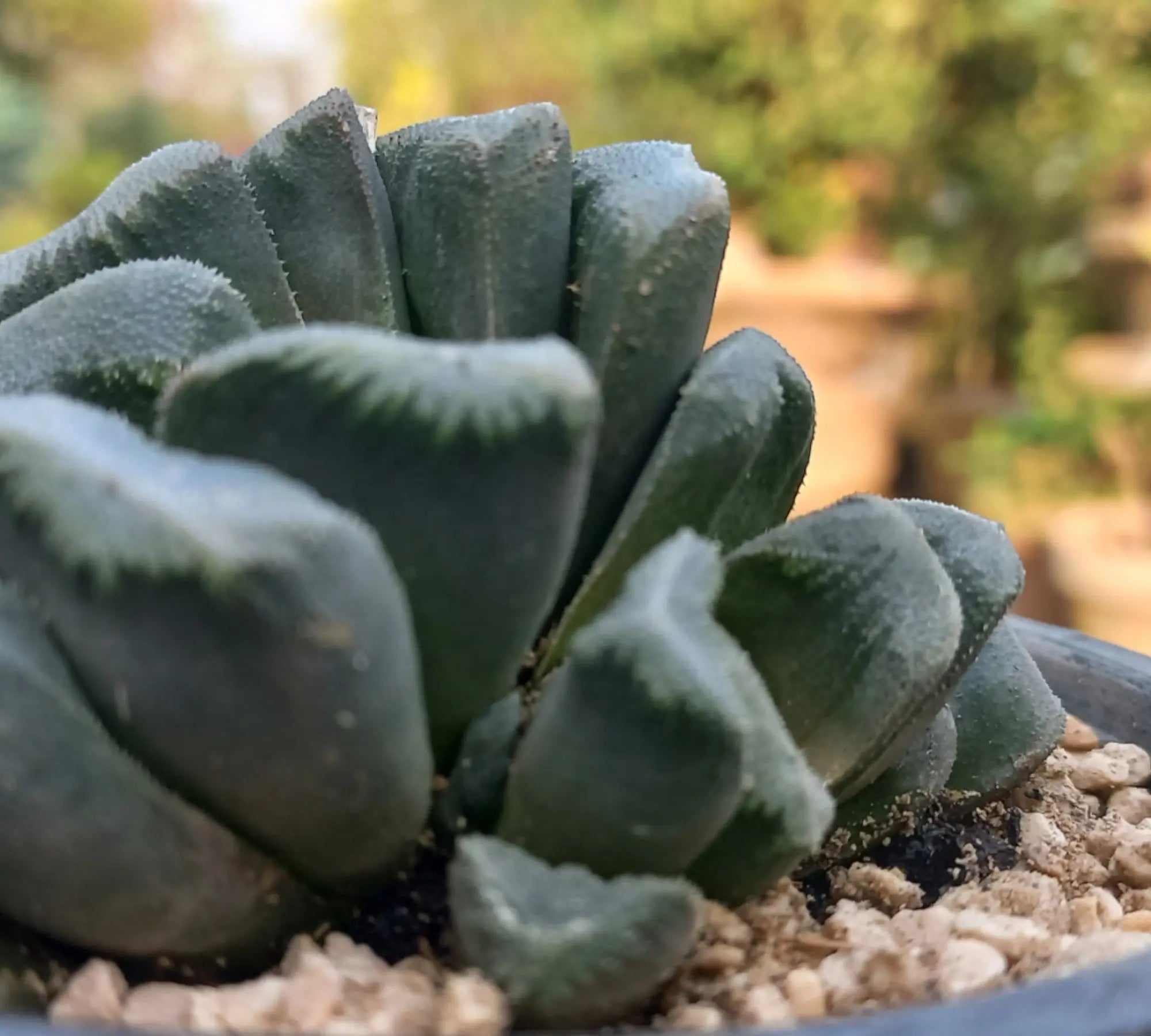 Rare & Exclusive - Shalamar Nurseries & Landscapers