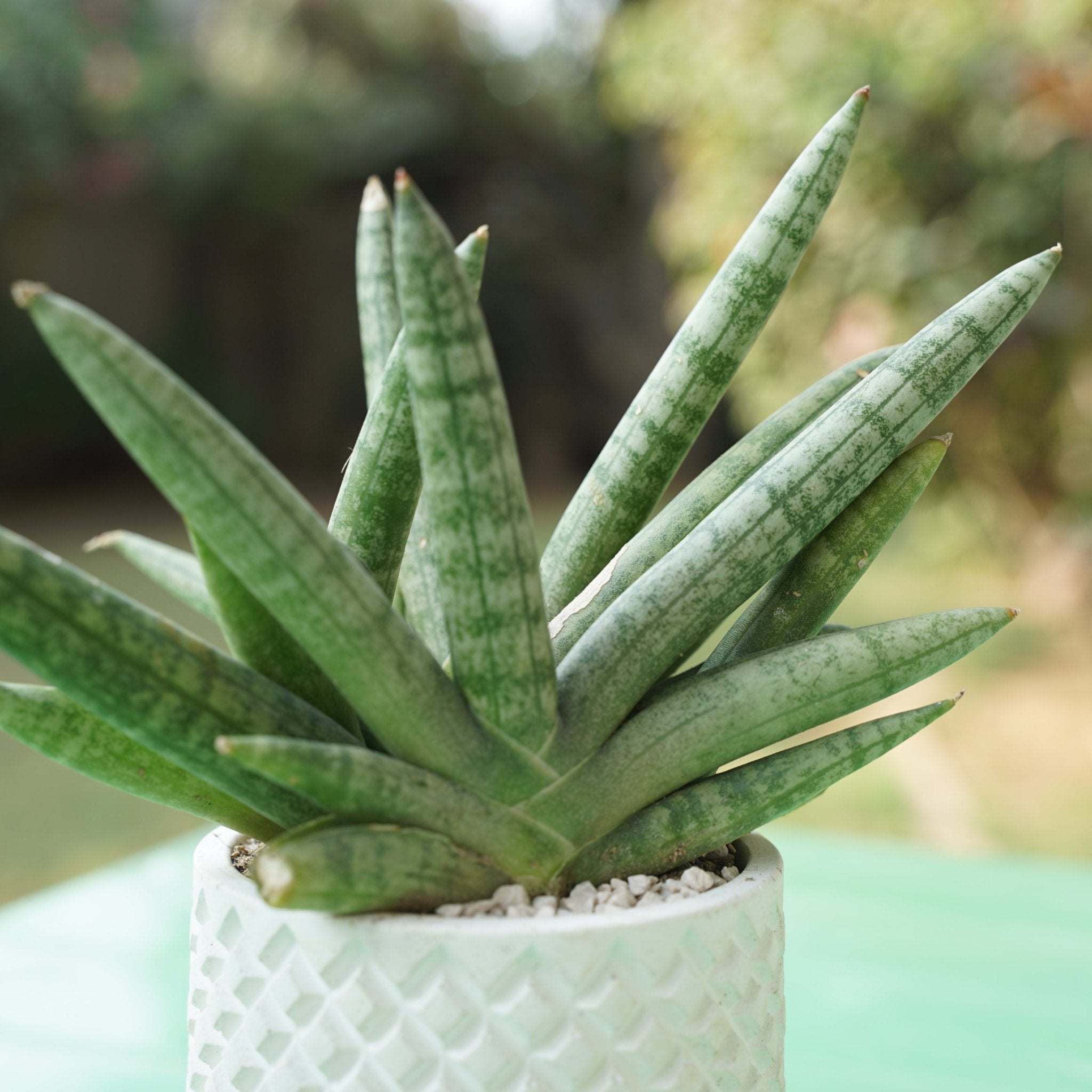 Snake Plants