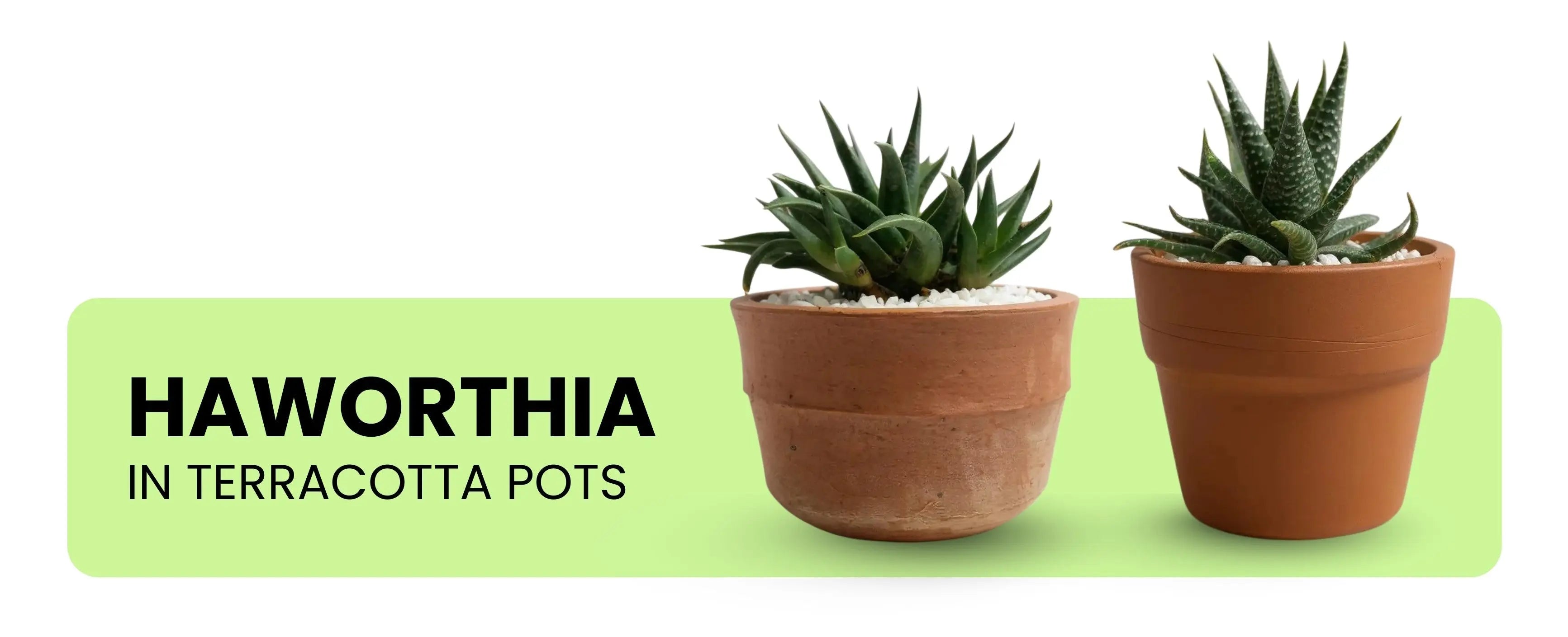 Haworthia - Shalamar Nurseries & Landscapers
