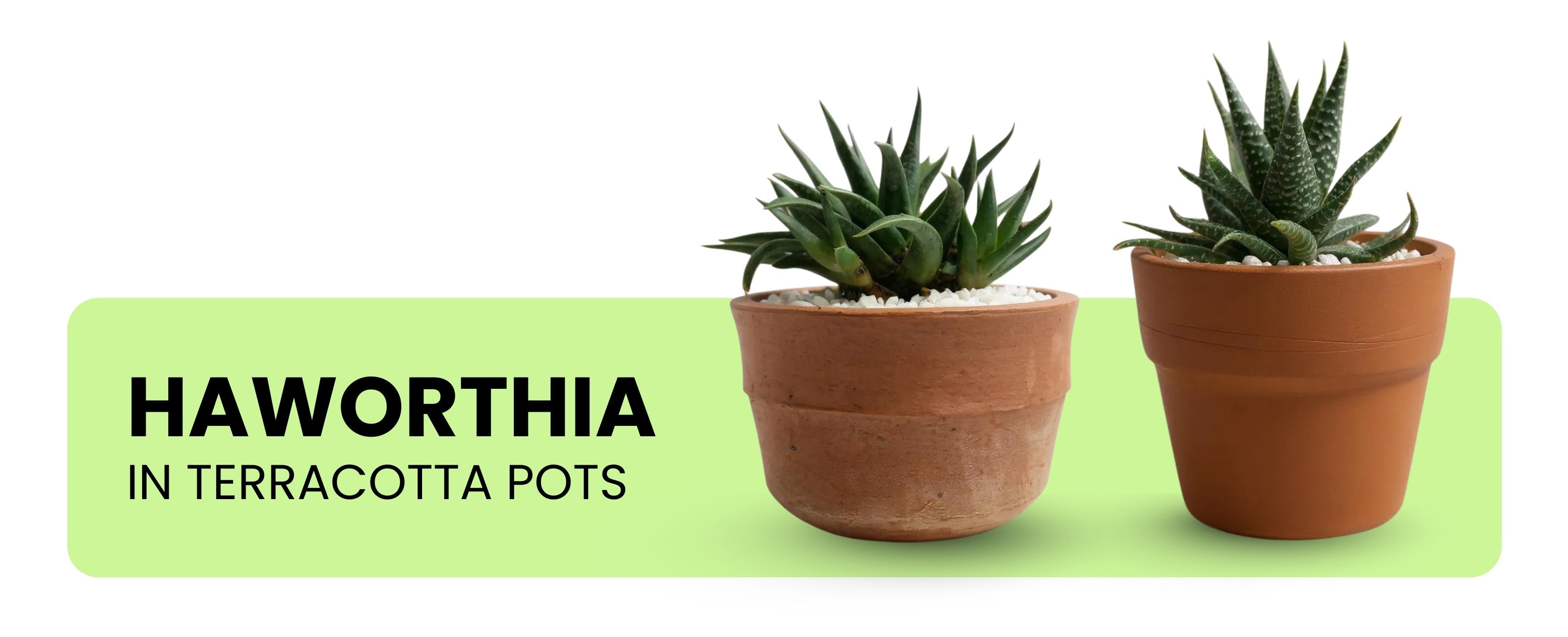 Haworthia in terracotta pots