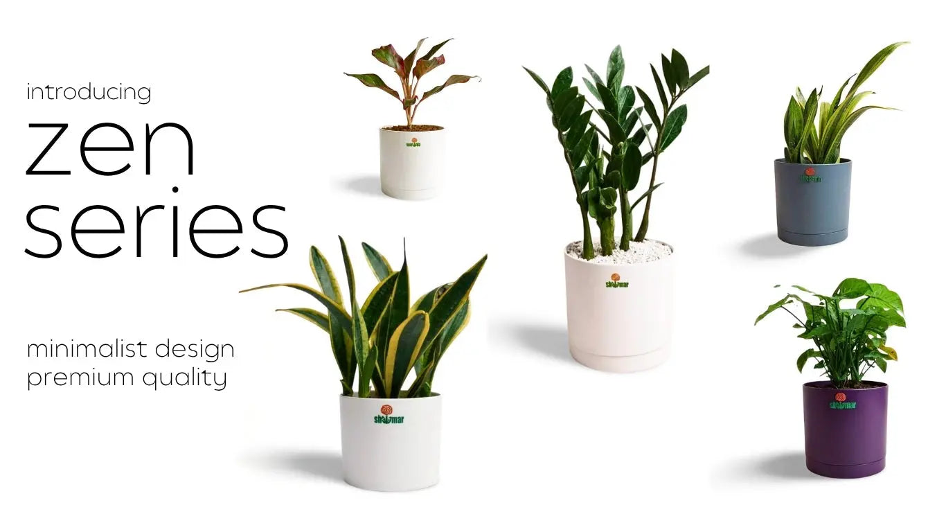 Zen Series - Shalamar Nurseries & Landscapers