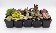 Assorted Succulents Pack of 10