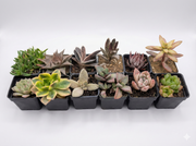Assorted Succulents Pack of 12