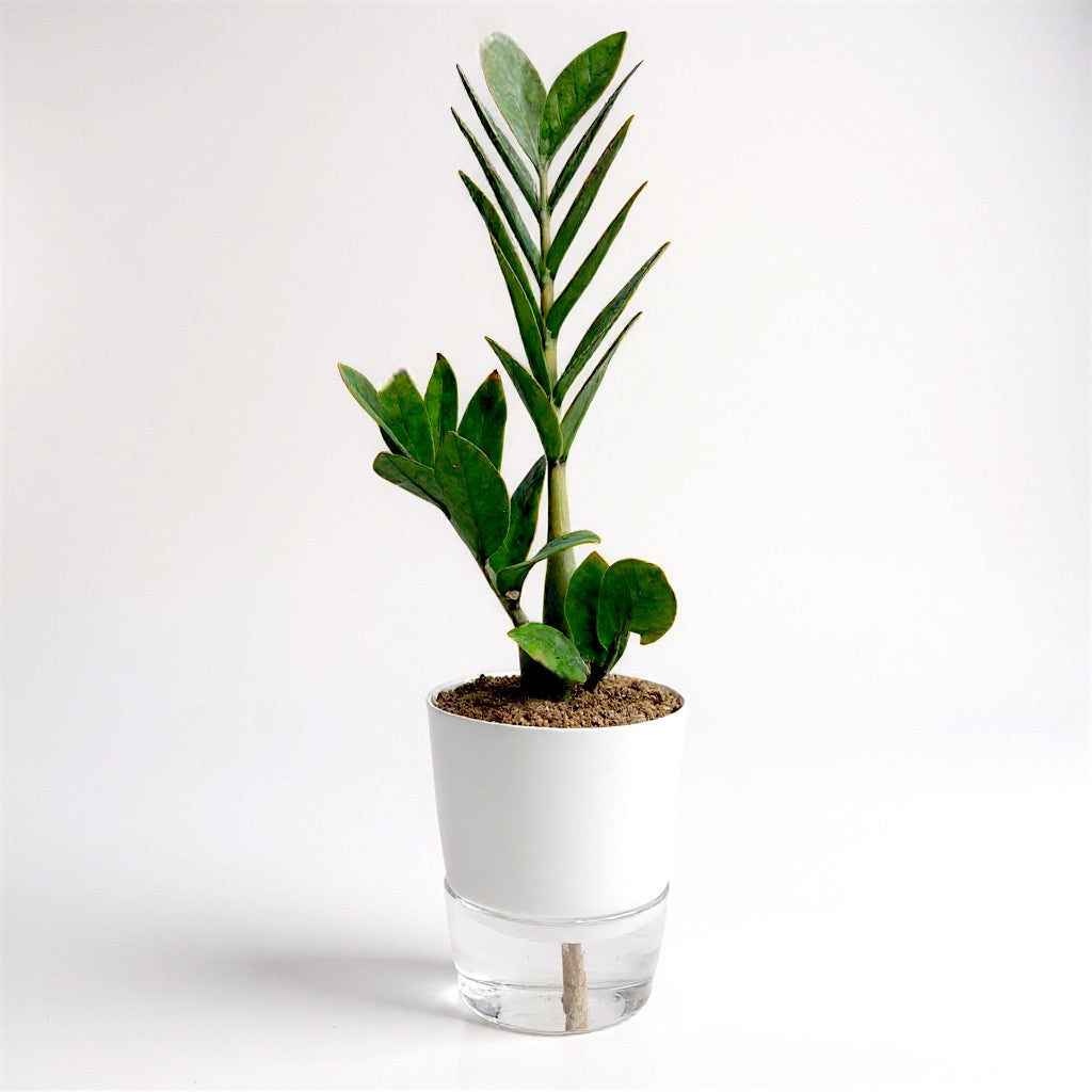 ZZ Plant Green